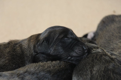 de la Boheme du Bout du Monde - Leonberger - Portée née le 19/02/2024