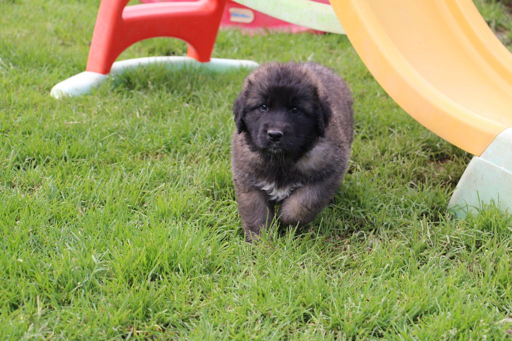 de la Boheme du Bout du Monde - Chiots disponibles - Leonberger