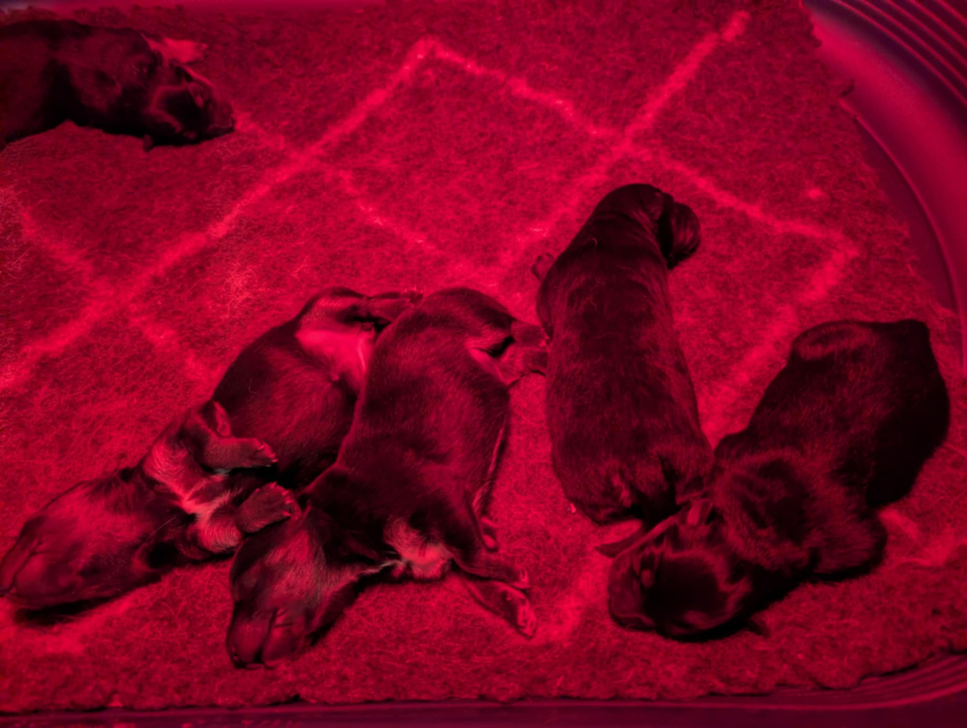 de la Boheme du Bout du Monde - Chien finnois de Laponie - Portée née le 17/01/2026