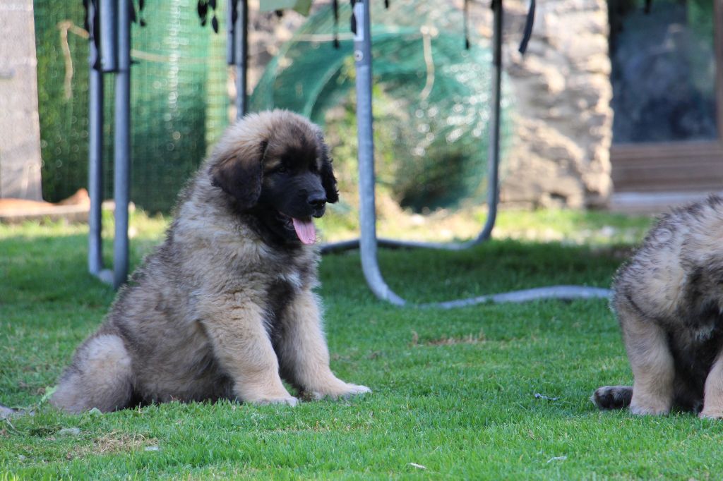 Chiot Leonberger de la Boheme du Bout du Monde