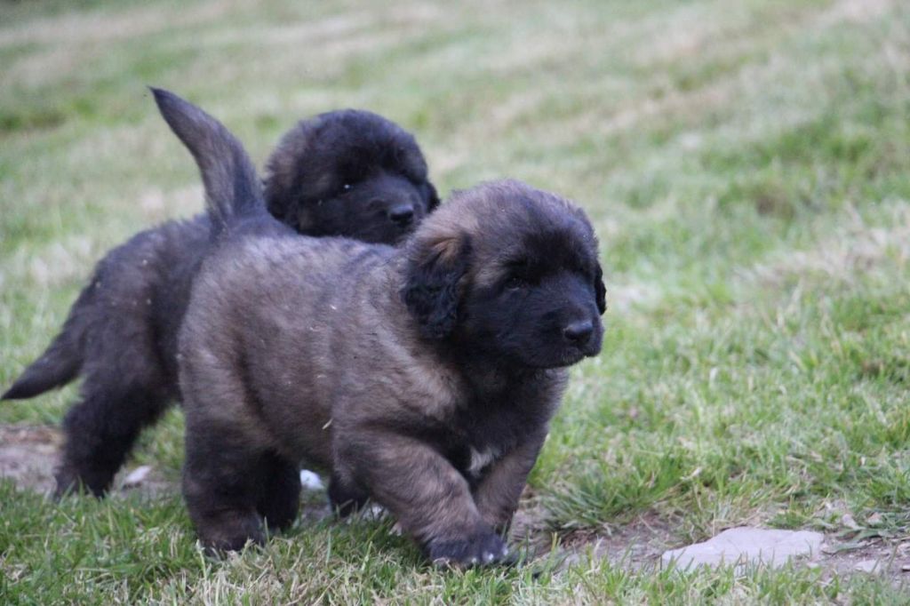 de la Boheme du Bout du Monde - Chiots disponibles - Leonberger