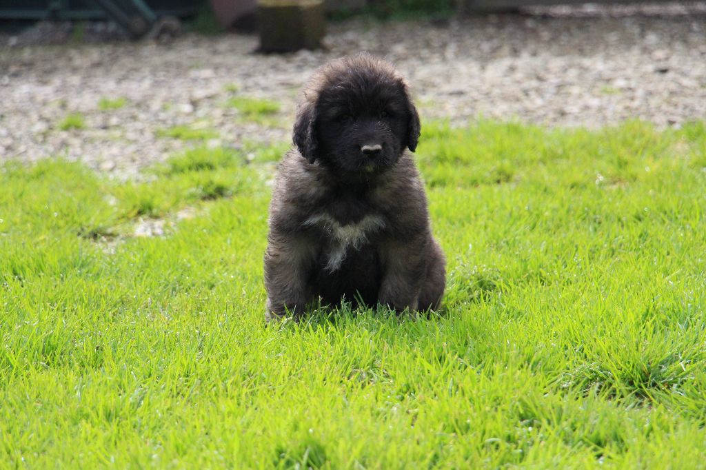 de la Boheme du Bout du Monde - Chiots disponibles - Leonberger