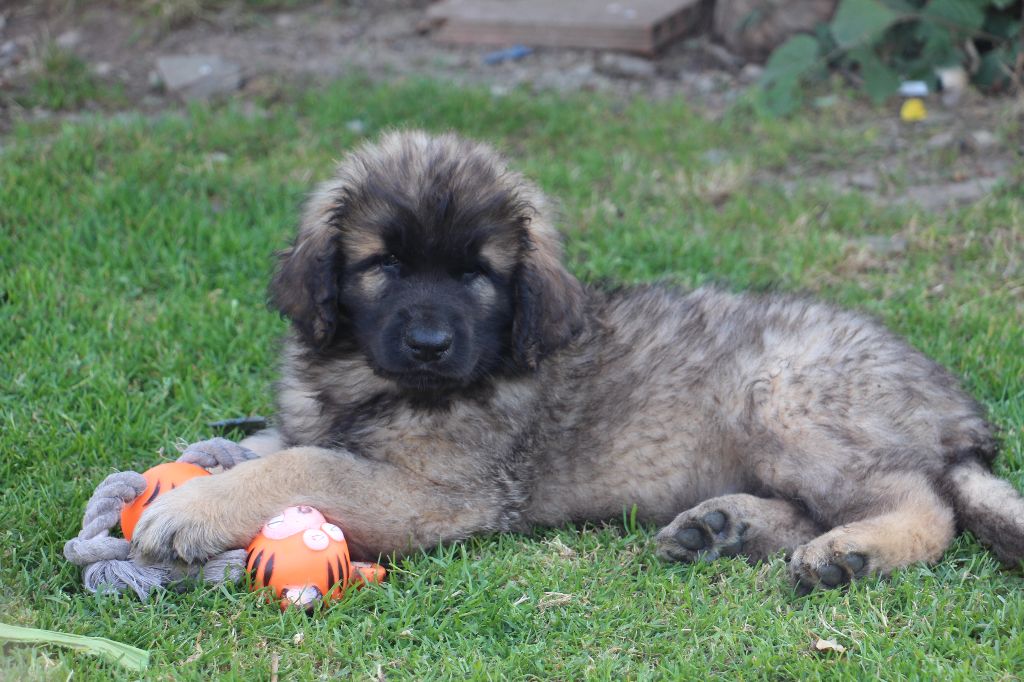 de la Boheme du Bout du Monde - Chiots disponibles - Leonberger