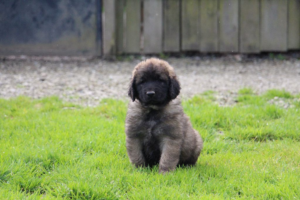 de la Boheme du Bout du Monde - Chiots disponibles - Leonberger