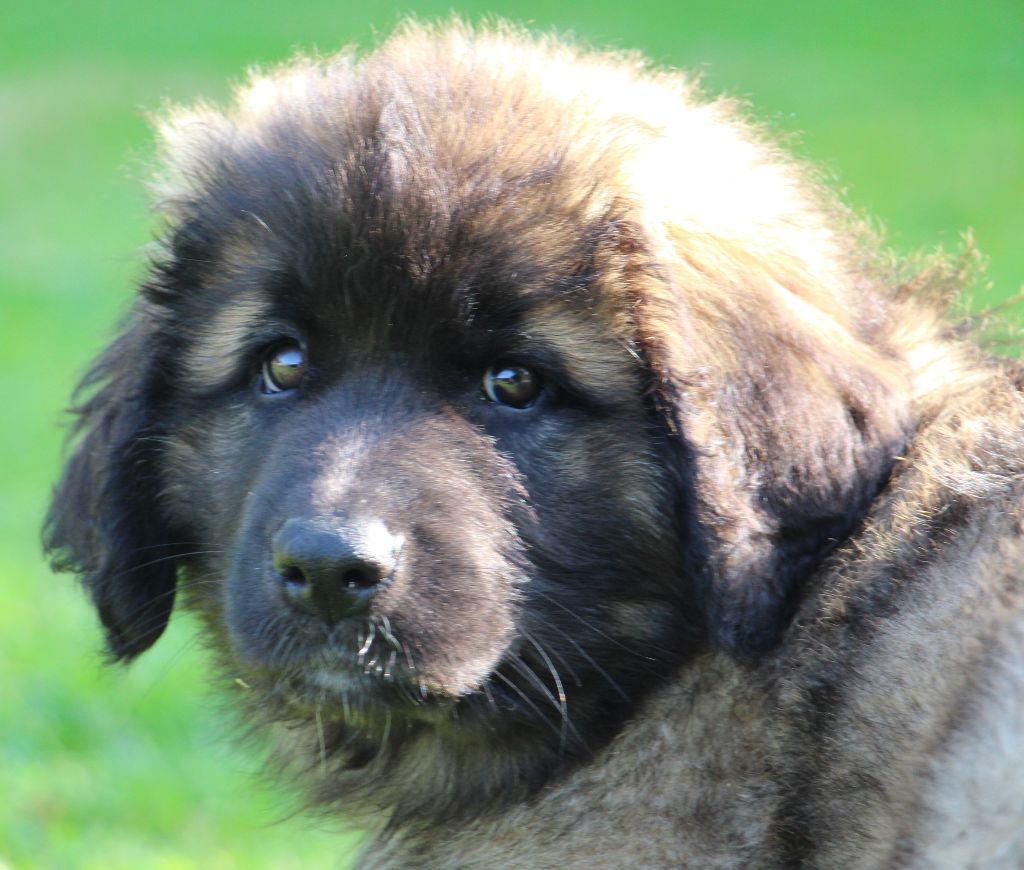 de la Boheme du Bout du Monde - Chiots disponibles - Leonberger