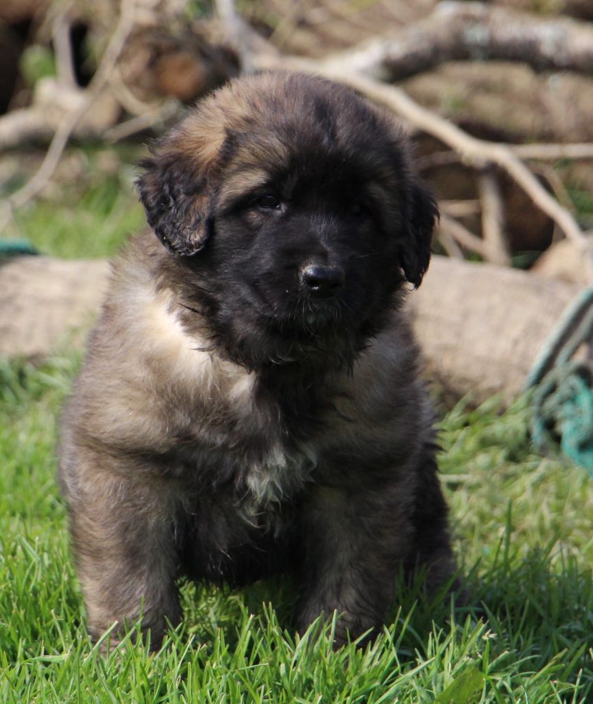 de la Boheme du Bout du Monde - Chiots disponibles - Leonberger